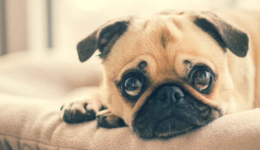 Pug resting on a soft dog bed
