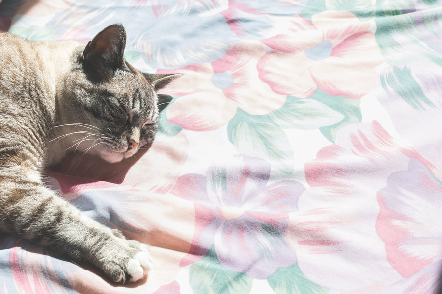 Grey cat lying in the sun