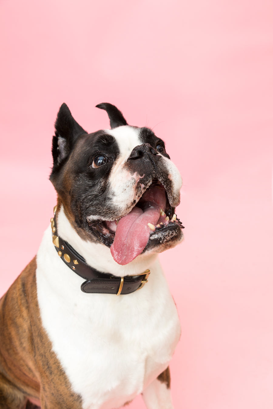 Happy boxer dog on a pink background