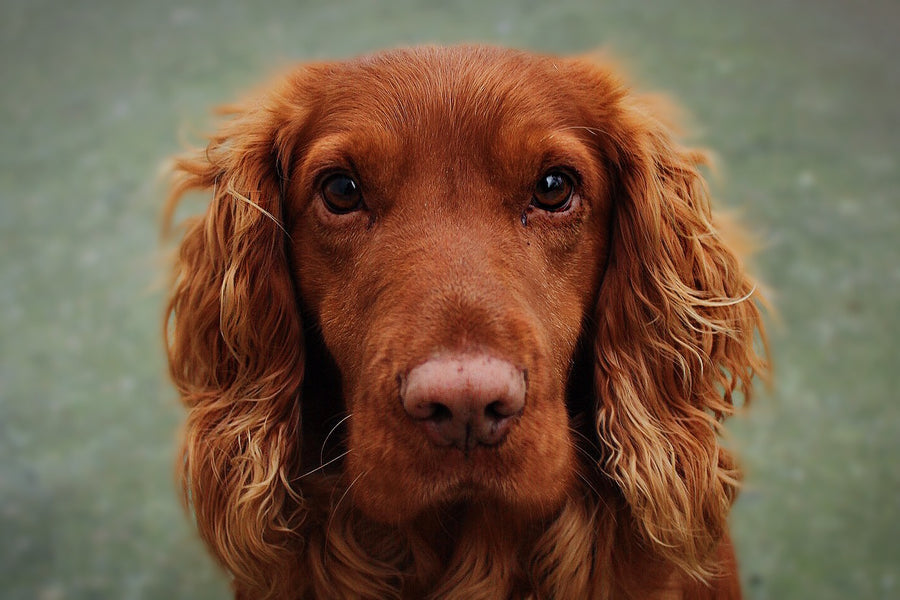 Dog with a shiny, well-groomed coat