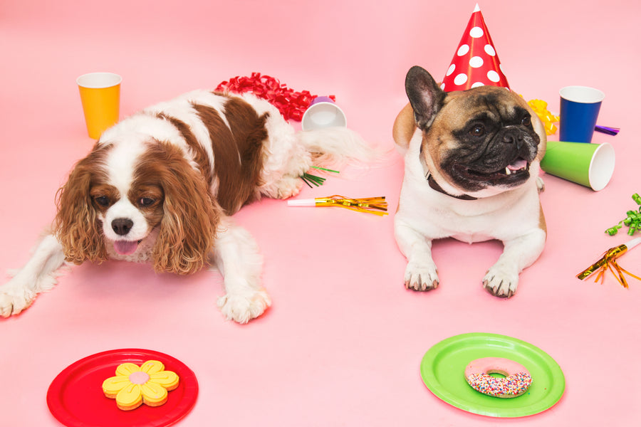 Two dogs with toys and treats