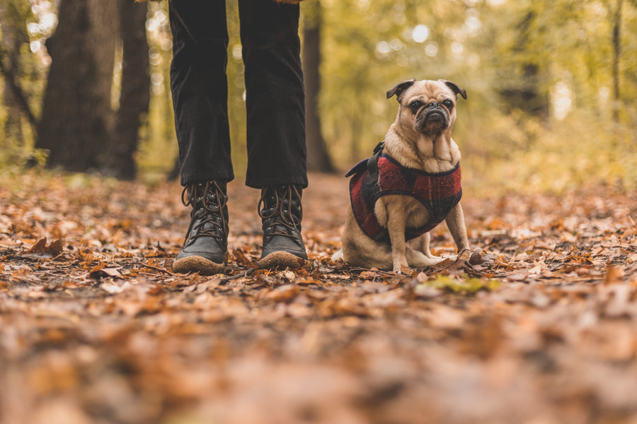 Dog on a walk with its owner